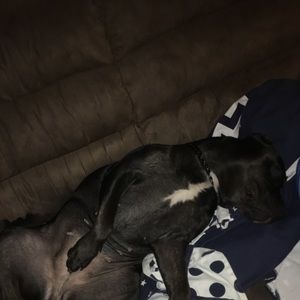 Meet your Posher, Rhiannon